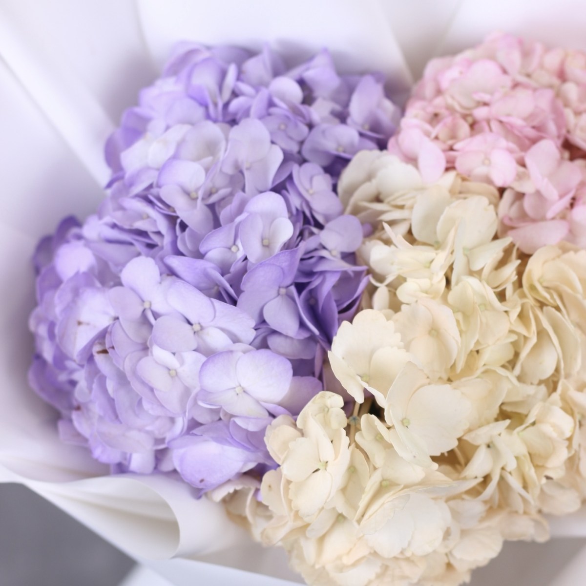 buket iz trekh gortenzij 5